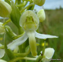 Greater Butterfly Orchid