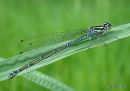 Azure Damselfly female 