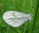 Wood White, La Pieridede la moutarde