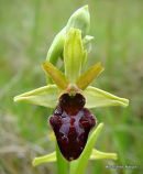Early Spider Orchid