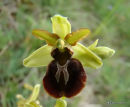 Early Spider Orchid