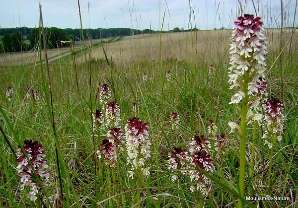 Burnt Orchids