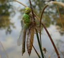 Emperor female emerging