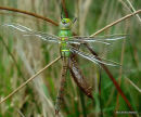 Emperor female emerging