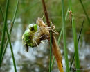 Emperor female emerging