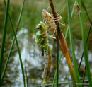Emperor female emerging