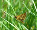 Chequered Skipper, L'Hesperie du brome