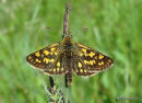 Chequered Skipper