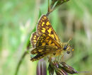 Chequered Skipper