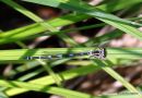 (?)Variable Damselfly blue female