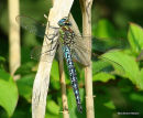 Hairy Dragonfly male, Aeschne printaniere