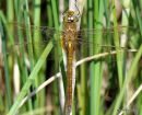 Norfolk Hawker male, Aeschne isocele