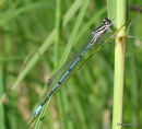 Azure Damselfly imm male