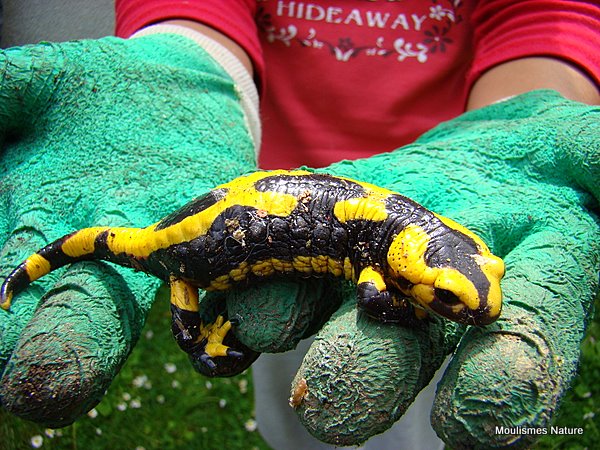 Fire Salamander