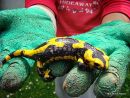 Fire Salamander