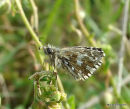 Grizzled Skipper