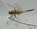 Four-spotted Chaser, Libellule a quatre taches, male