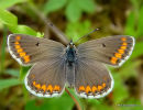 Brown Argus