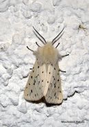 White Ermine Spilosoma lubricipeda