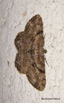 Willow Beauty Peribatodes rhomboidaria 