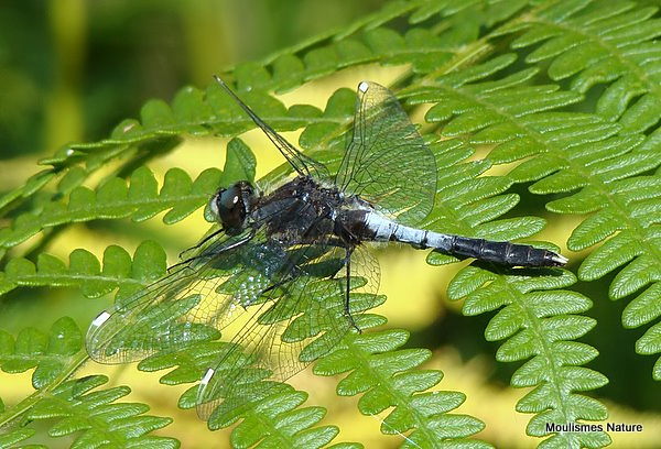 Dainty White-faced Darter male