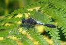 Dainty White-faced Darter male