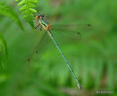 Common Emerald male, pre-pruinescence
