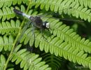 Dainty White-faced Darter male