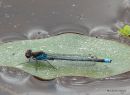 Red-eyed Damselfly male, Naiade aux yeux rouges