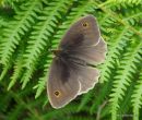 Meadow Brown male