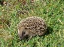 Western Hedgehog (young), Herisson
