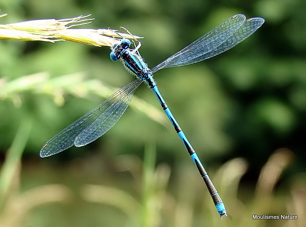 Goblet-marked Damselfly male