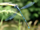Goblet-marked Damselfly male