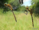 Yellow-spotted Emerald x 2 males