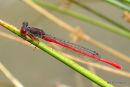 Small Red Damselfly male, Agrion delicat