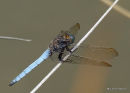 Keeled Skimmer male