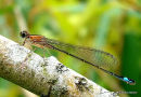 Blue-tailed Damselfly fem imm rufescens 