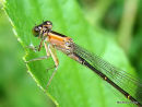 Blue-tailed Damselfly fem imm rufescens