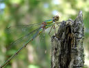 Willow Emerald female