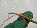 Stick Insect Bacillus rossius