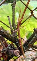 Stick Insect