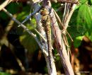 Migrant Hawker female