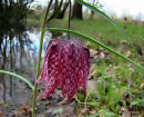 Fritillaria meleagris, Snake's Head Fritillary 