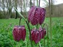 Fritillaria meleagris, Snake's Head Fritillary 