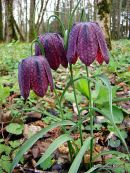 Fritillaria meleagris, Snake's Head Fritillary 