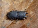 Lesser Stag Beetle Dorcus parallelipipedus