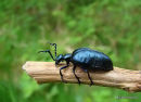 Oil beetle Meloe violaceus
