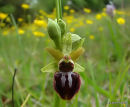 Early Spider Orchid, Ophrys araignee