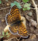 Glanville Fritillary