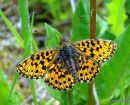Weaver's Fritillary female